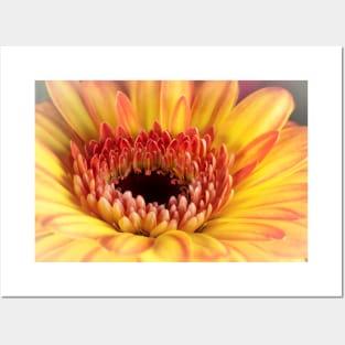 Yellow Gerber Daisy Posters and Art